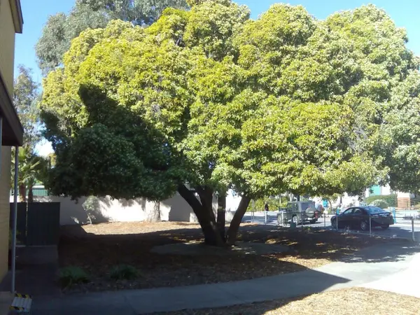 The Tree